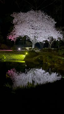 NAKED meets 二条城 2025 観月に投稿された画像（2025/4/6）