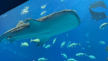 沖縄美ら海水族館に投稿された画像（2025/4/6）