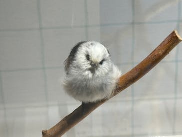 特別展「鳥～ゲノム解析が解き明かす新しい鳥類の系統～」に投稿された画像（2025/4/6）