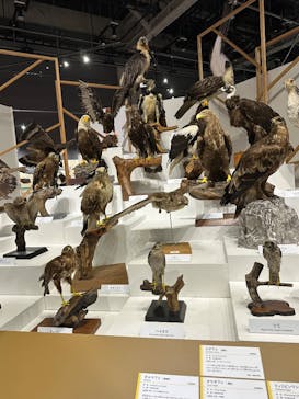 特別展「鳥～ゲノム解析が解き明かす新しい鳥類の系統～」に投稿された画像（2025/4/6）