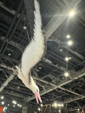 特別展「鳥～ゲノム解析が解き明かす新しい鳥類の系統～」に投稿された画像（2025/4/6）