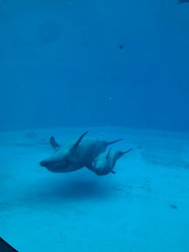 名古屋港水族館に投稿された画像（2025/4/6）