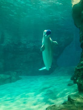 名古屋港水族館に投稿された画像（2025/4/6）