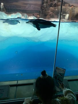 名古屋港水族館に投稿された画像（2025/4/6）