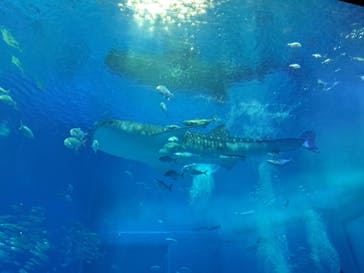 沖縄美ら海水族館に投稿された画像（2025/4/6）