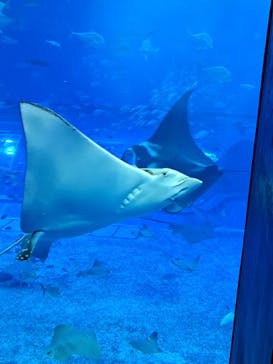 沖縄美ら海水族館に投稿された画像（2025/4/6）