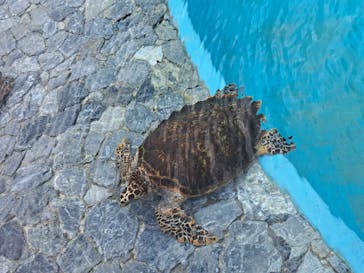 沖縄美ら海水族館に投稿された画像（2025/4/6）