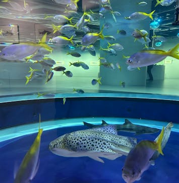 AQUARIUM × ART　atoaに投稿された画像（2025/4/7）