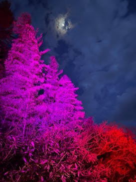 ニジゲンノモリに投稿された画像（2025/4/7）