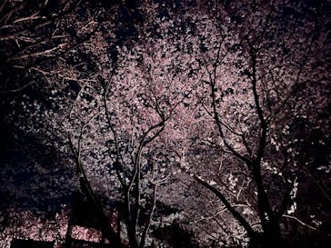 ニジゲンノモリに投稿された画像（2025/4/7）