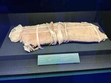 ACN ラムセス大王展 ファラオたちの黄金に投稿された画像（2025/4/7）