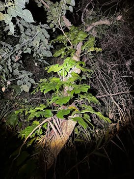 SUNSHINE MARIN 宮古島に投稿された画像（2025/4/7）