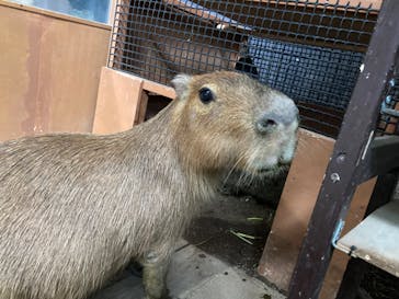 カワスイ 川崎⽔族館に投稿された画像（2025/4/7）