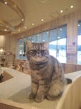 猫カフェモカ　イオンモール羽生店に投稿された画像（2025/4/7）