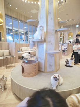猫カフェモカ　イオンモール羽生店に投稿された画像（2025/4/7）