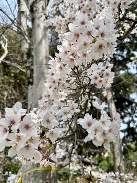 万博記念公園に投稿された画像（2025/4/7）