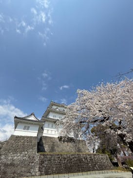 小田原城に投稿された画像（2025/4/7）