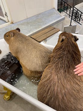 アニタッチみなとみらいに投稿された画像（2025/4/7）