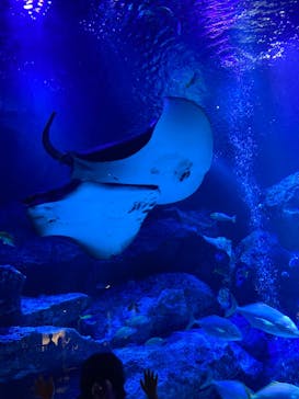 すみだ水族館に投稿された画像（2025/4/7）
