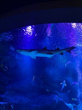 すみだ水族館に投稿された画像（2025/4/7）