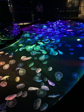 すみだ水族館に投稿された画像（2025/4/7）