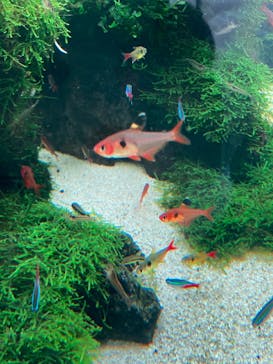 すみだ水族館に投稿された画像（2025/4/7）