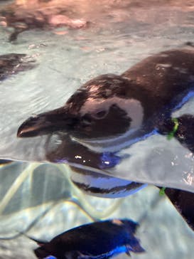 すみだ水族館に投稿された画像（2025/4/7）