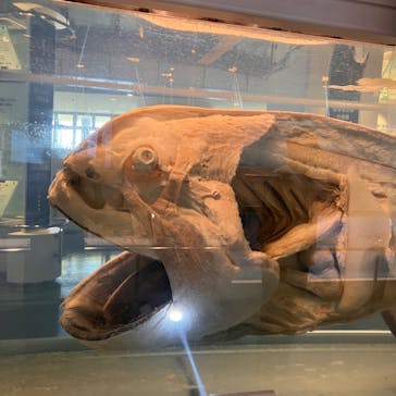 沖縄美ら海水族館に投稿された画像（2025/4/7）