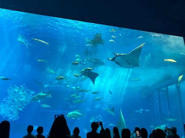 沖縄美ら海水族館に投稿された画像（2025/4/7）