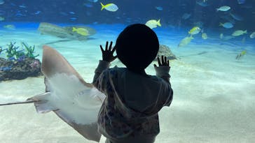 サンシャイン水族館に投稿された画像（2025/4/7）