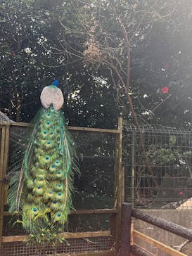 伊豆シャボテン動物公園に投稿された画像（2025/4/7）