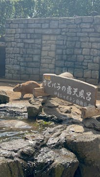 伊豆シャボテン動物公園に投稿された画像（2025/4/7）