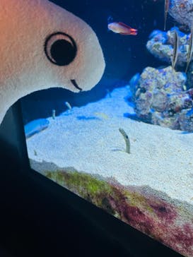 四国水族館に投稿された画像（2025/4/7）