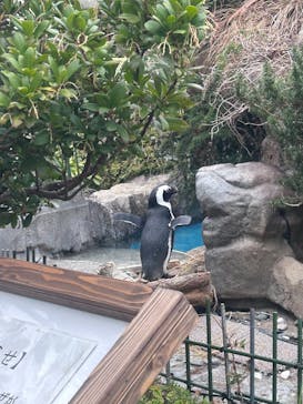 サンシャイン水族館に投稿された画像（2025/4/7）