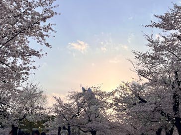 万博記念公園に投稿された画像（2025/4/7）