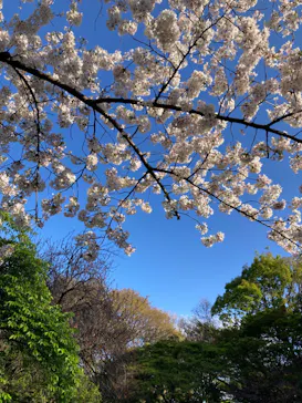 新宿御苑に投稿された画像（2025/4/7）