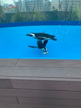 サンシャイン水族館に投稿された画像（2025/4/7）