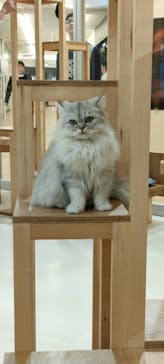 Cat Café MOFF 枚方モール店に投稿された画像（2025/4/7）
