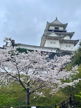 掛川城に投稿された画像（2025/4/7）