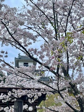 掛川城に投稿された画像（2025/4/7）