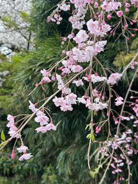 三溪園に投稿された画像（2025/4/7）