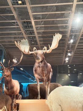 国立科学博物館に投稿された画像（2025/4/7）