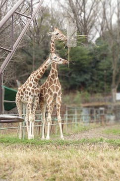 名古屋市東山動植物園に投稿された画像（2025/4/7）