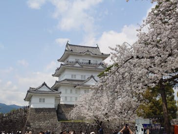 小田原城に投稿された画像（2025/4/7）