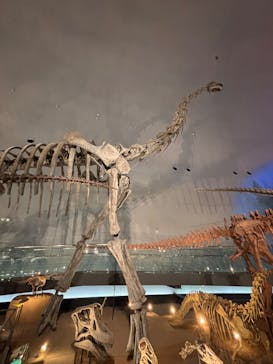 福井県立恐竜博物館に投稿された画像（2025/4/7）