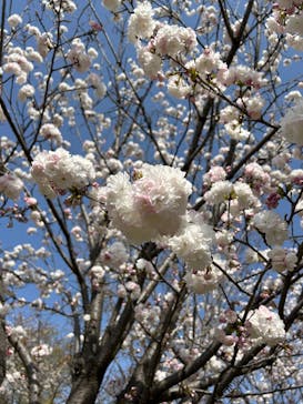 名古屋市東山動植物園に投稿された画像（2025/4/7）