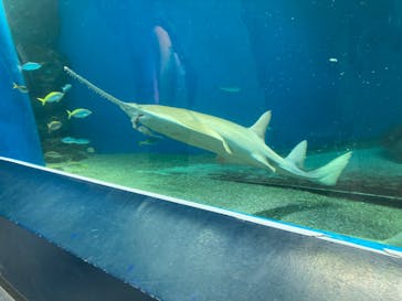 マクセル アクアパーク品川に投稿された画像（2025/4/7）