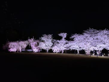 NAKED meets 二条城 2025 観月に投稿された画像（2025/4/7）