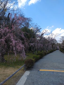 元離宮二条城に投稿された画像（2025/4/7）