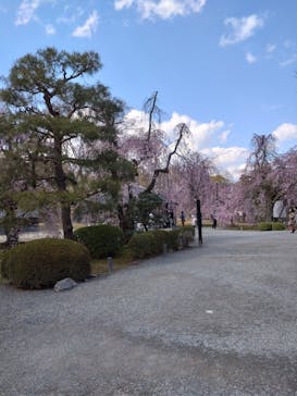 元離宮二条城に投稿された画像（2025/4/7）